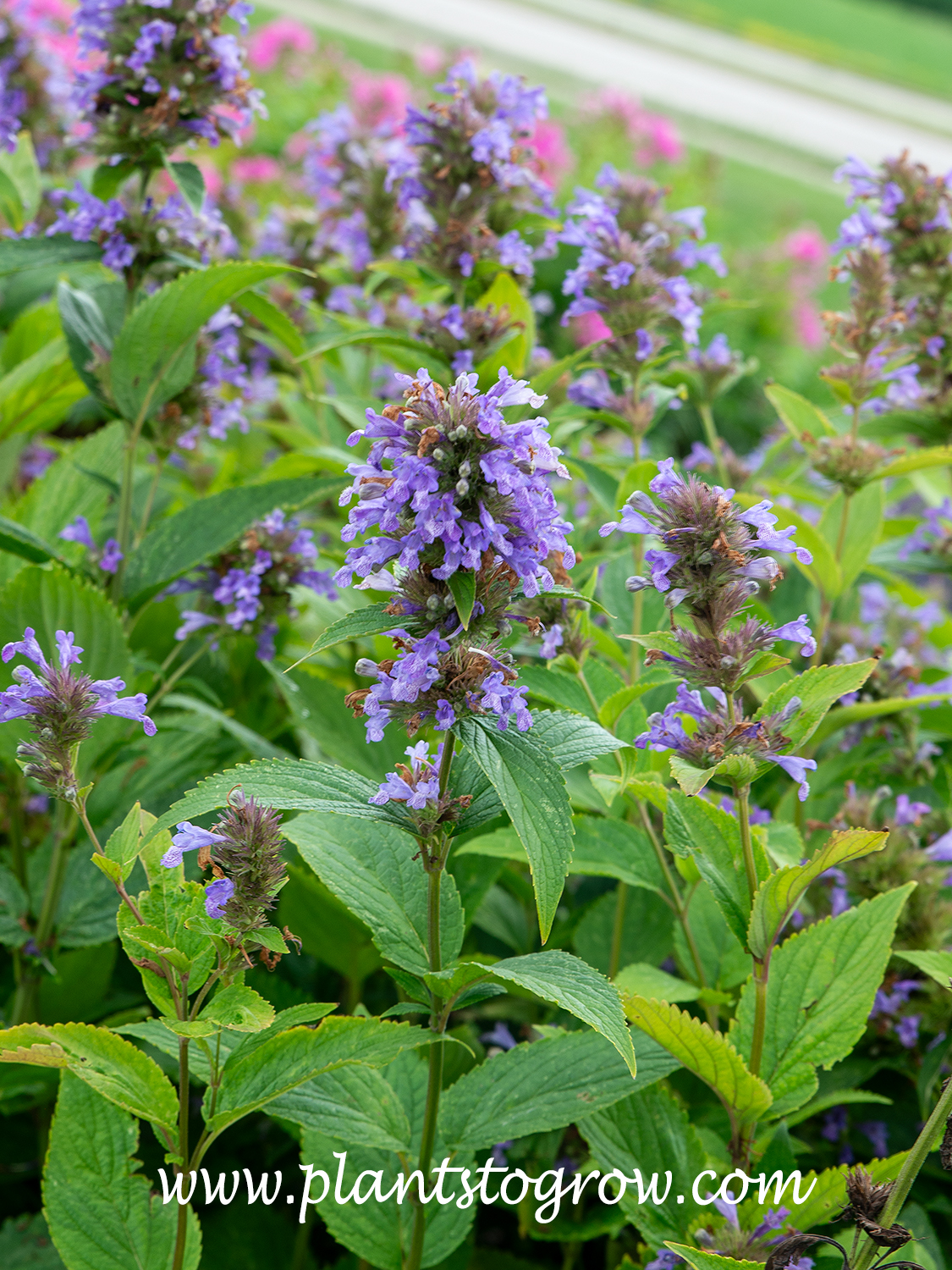 Prelude Blue Catmint (Nepeta subsessile)
(July 27)